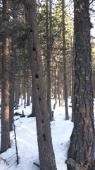 Dendrocopos major