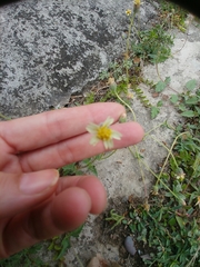 Tridax procumbens