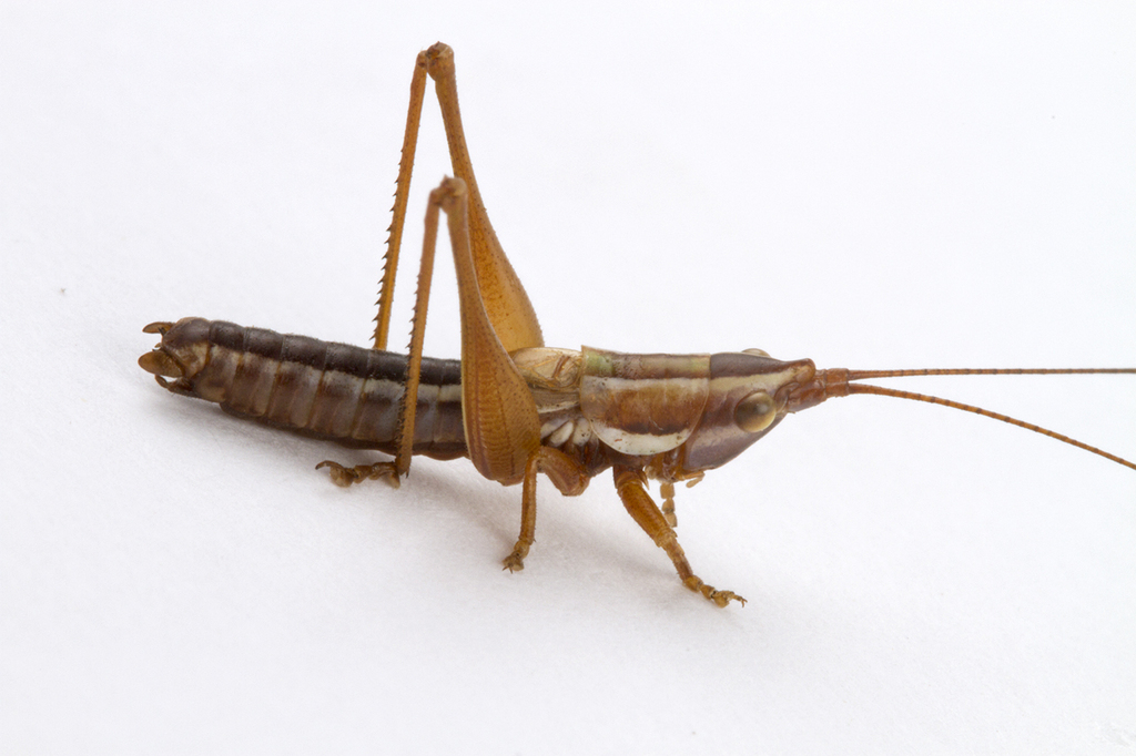 Conocephalus vaginalis