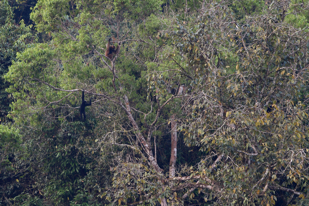Black Crested Gibbon