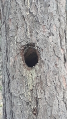 Dendrocopos major