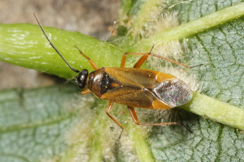Brachyarthrum limitatum