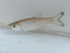 Common Rasbora photo 3