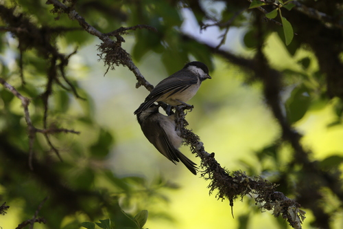Caspian Tit (Poecile hyrcanus), photo 6