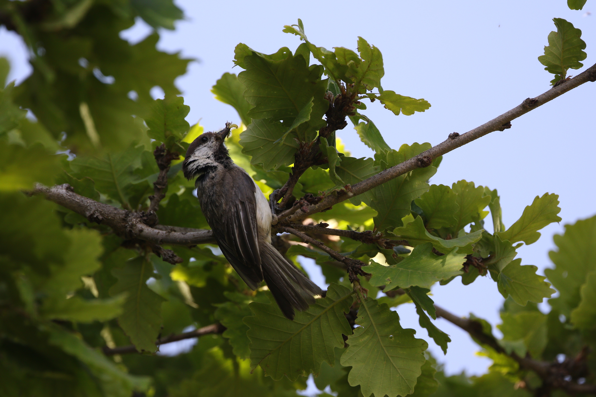 Caspian Tit (Poecile hyrcanus), photo 4
