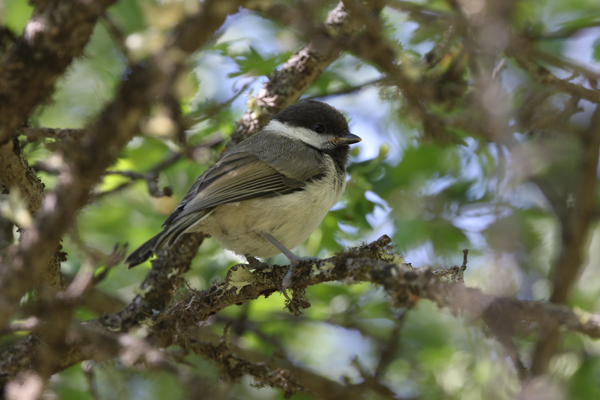 Caspian Tit (Poecile hyrcanus), photo 5