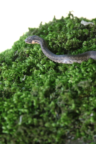 Persian Ratsnake