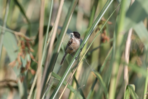 Black-headed Penduline Tit (Remiz macronyx), photo 7