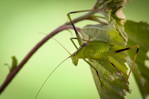 Castleton's Flightless Katydid