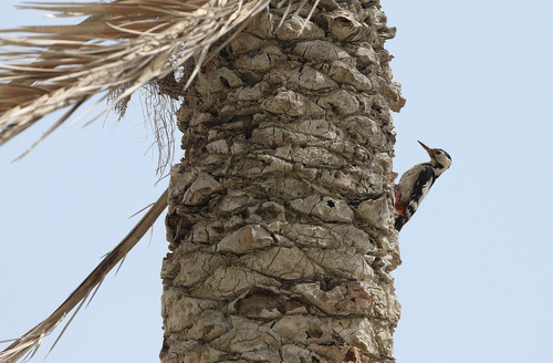 Sind Woodpecker (Dendrocopos assimilis), photo 4