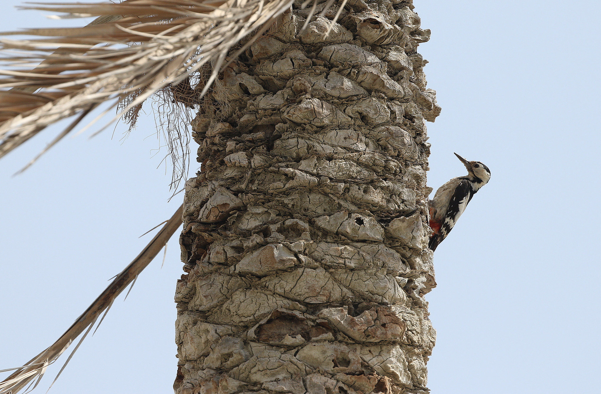 Sind Woodpecker (Dendrocopos assimilis), photo 1