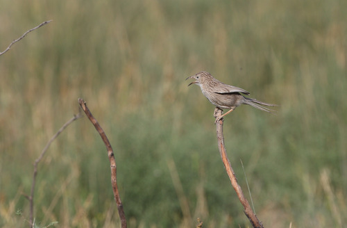 Afghan Babbler (Argya huttoni), photo 6