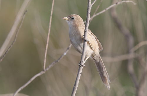 Iraq Babbler (Argya altirostris), photo 7