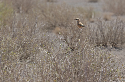 Iranian Ground Jay (Podoces pleskei), photo 3