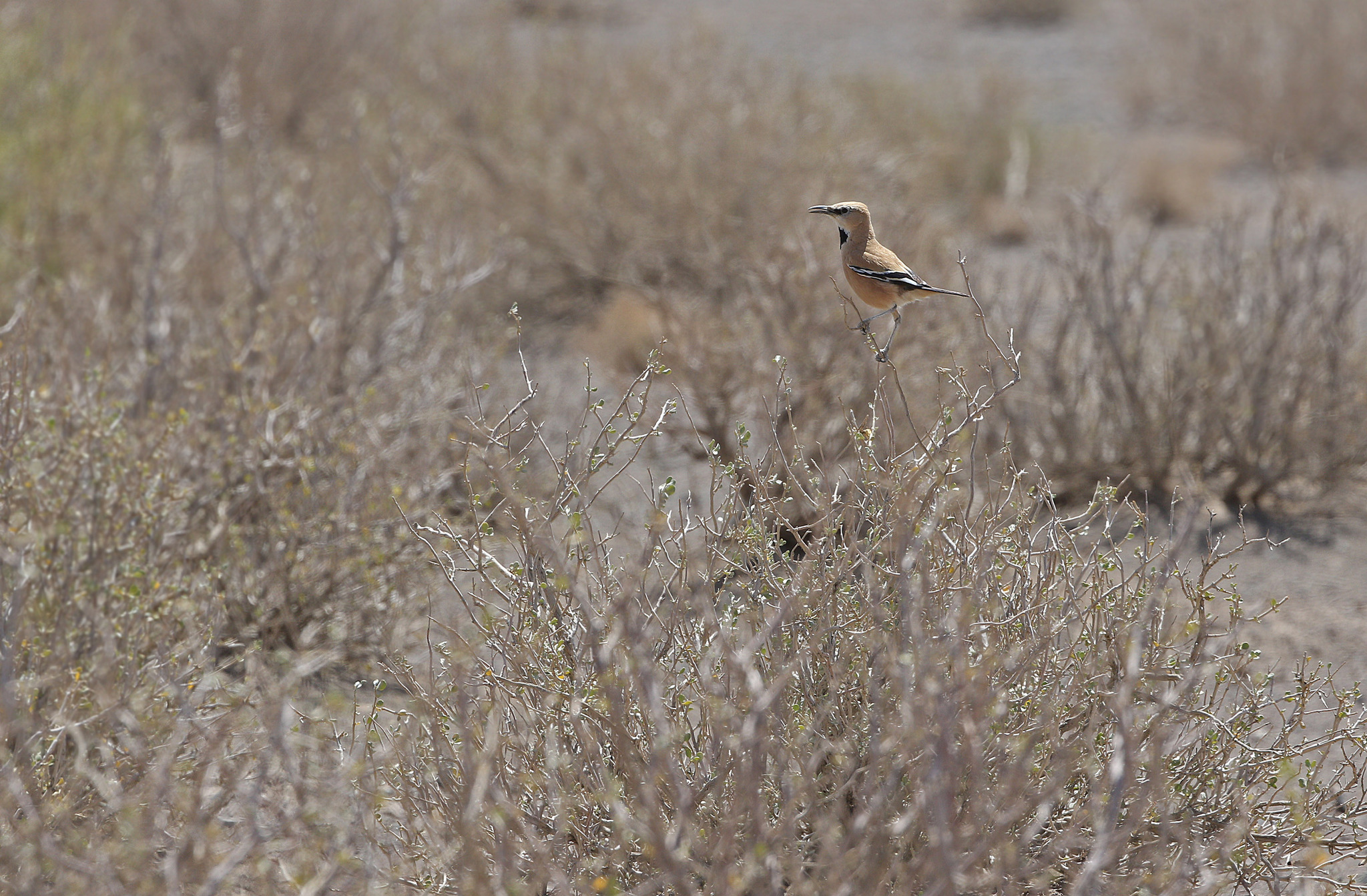 Iranian Ground Jay (Podoces pleskei), photo 3