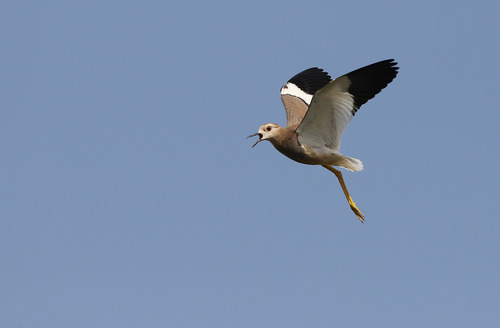 White-tailed Lapwing (Vanellus leucurus), photo 10