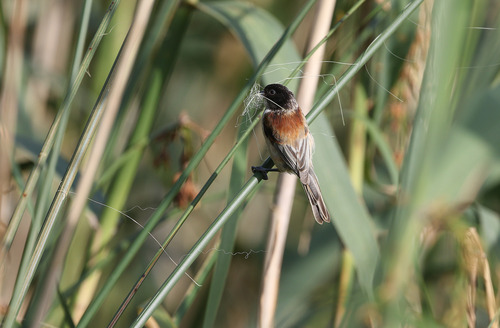 Black-headed Penduline Tit (Remiz macronyx), photo 2