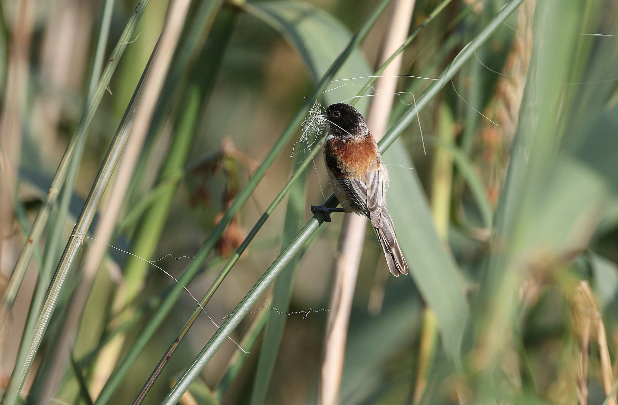 Black-headed Penduline Tit