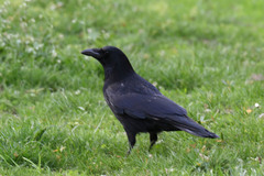 Corvus corone