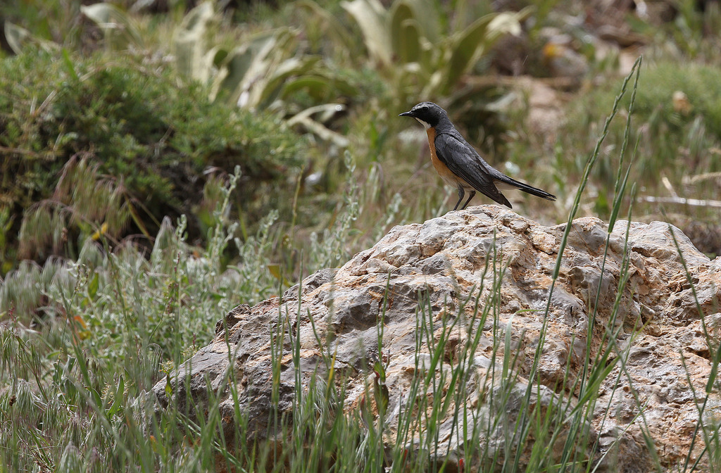 White-throated Robin