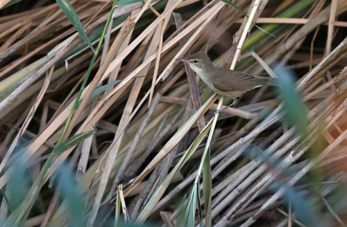 Basra Reed Warbler (Acrocephalus griseldis), photo 5