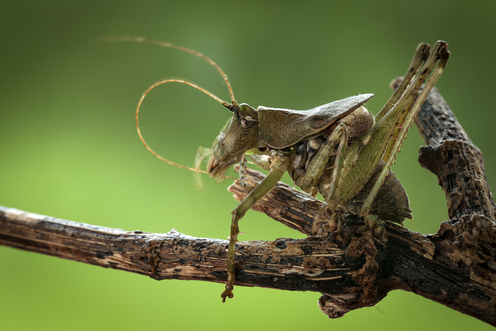 Pondo Flat-necked Shieldback