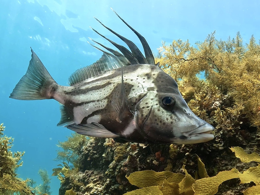 Brown-spotted boarfish (Paristiopterus gallipavo) — Pentacerotidae