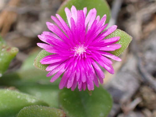 Mesembryanthemum cordifolium