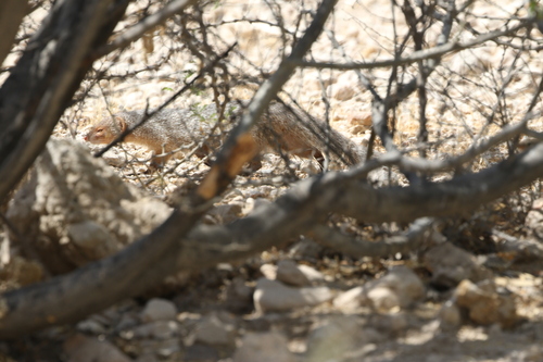 Indian Gray Mongoose