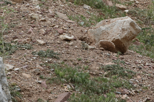 Afghan Pika