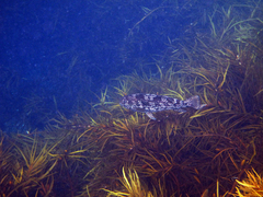 Aplodactylus arctidens