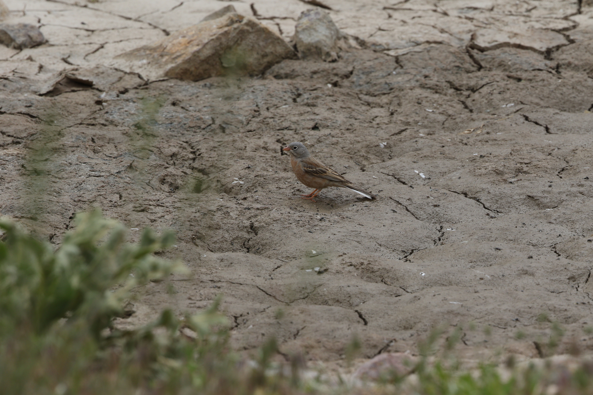 Grey-necked Bunting