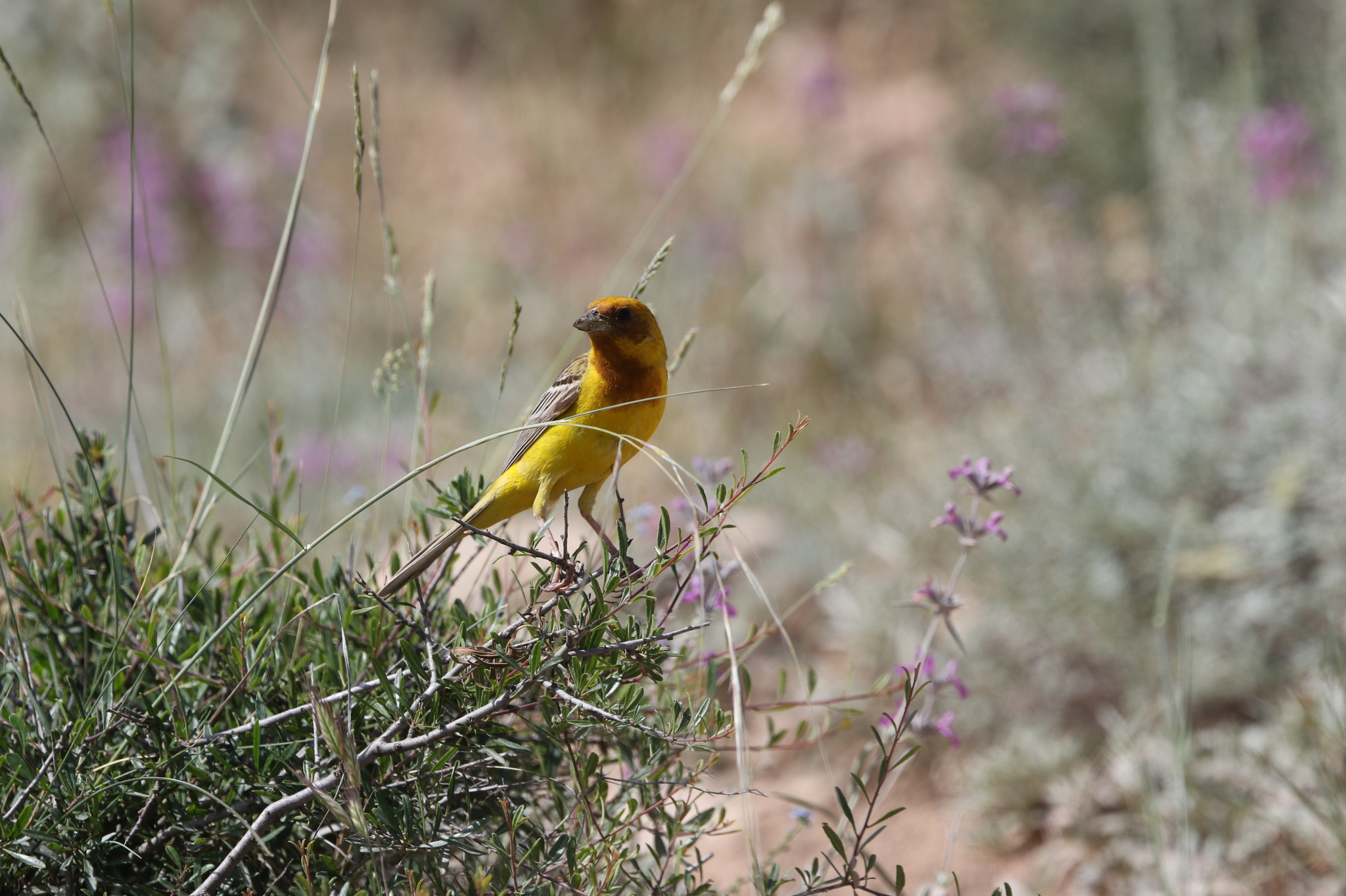 Red-headed Bunting