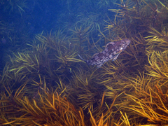 Aplodactylus arctidens