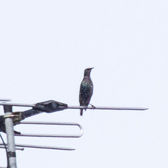 Sturnus vulgaris