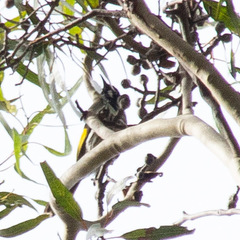 Phylidonyris novaehollandiae