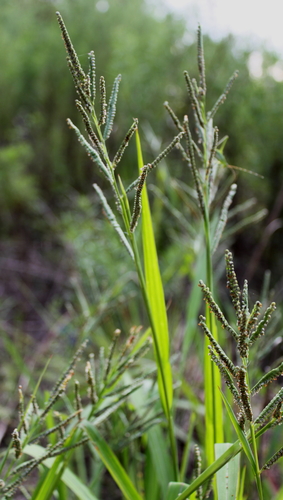 bull crowngrass (Paspalum boscianum)