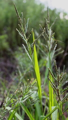 Paspalum boscianum