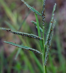 Paspalum boscianum