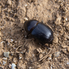 Coleoptera