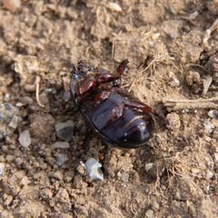 Coleoptera