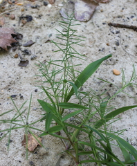 Paspalum repens