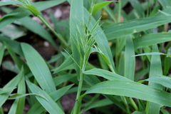 Paspalum repens