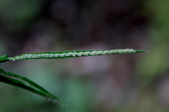Paspalum repens