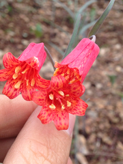 Fritillaria recurva