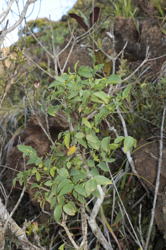 Phyllanthus serpentinus observed 2024-01-10