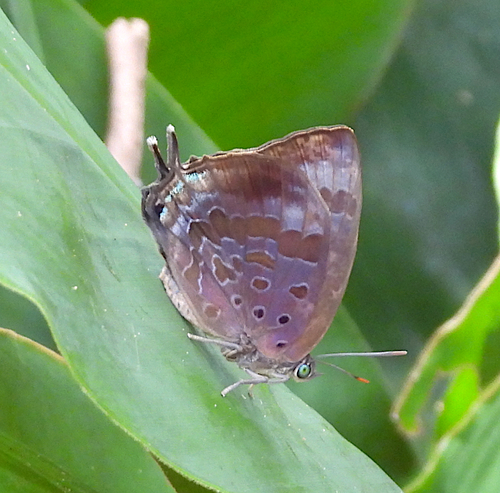 Arhopala madytus Fruhstorfer, 1914
