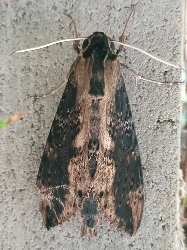Cramer's Sphinx