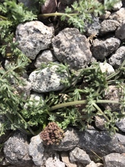 Lomatium austiniae