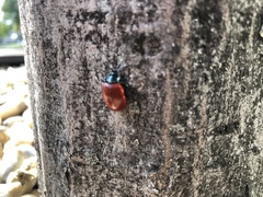 Chrysomela populi